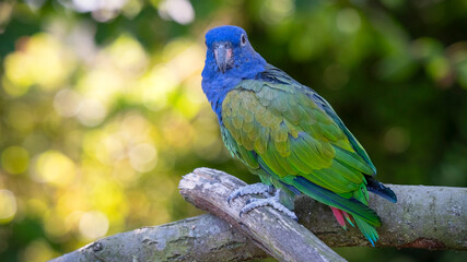 Blue Headed Parrot Perched on a Tree Branch