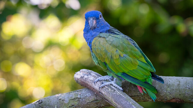 Blue Headed Parrot Perched on a Tree Branch