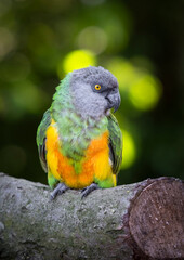 Senegal Parrot Perched on a Log