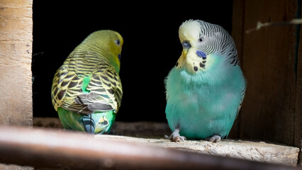 Pair Of Budgies Perched Together