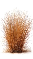 Ornamental grass isolated on white background, a beautiful and elegant plant