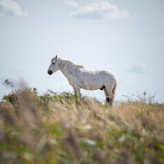 Obraz premium Wild Horse in a Field