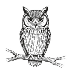 Hand-Drawn Owl Perched on a Branch