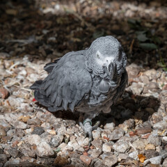 African Grey Parrot
