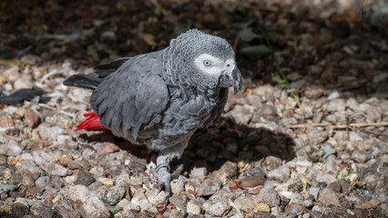 African Grey Parrot