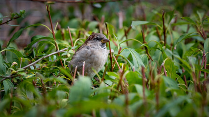 Sparrow Perched on Top af a Hedge