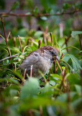Sparrow Perched on Top af a Hedge