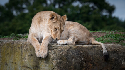 Female Lion at Rest on a Large Rock