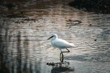 Snowy egret  wading in the lake