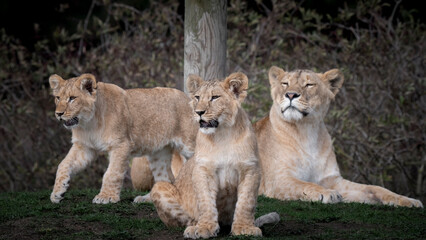 Female Lion and Her Two Cubs