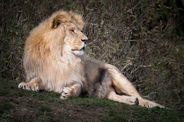 Adult Male Lion Resting
