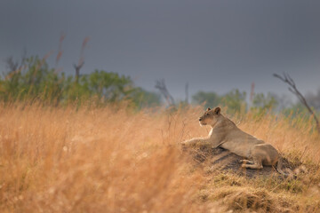 Lioness rests on a termite mound as a storm gathers over golden grass. Ideal for: conservation stories, safari tourism, weather features, nature editorials and backgrounds.