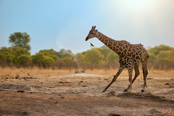 Giraffe bends to drink and splashes water at Savuti waterhole in warm light. African safari, minimalist composition with atmospheric light. 