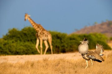 Male Kori bustard performs a courtship display while a giraffe walks in soft background bokeh. Ideal for: wildlife education, conservation editorials, safari tourism stories.