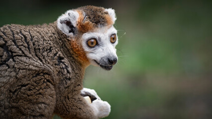 Crowned Lemur