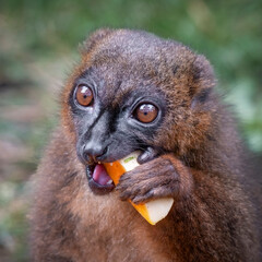 Obraz premium Crowned Lemur