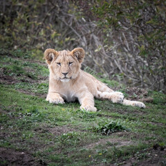 Young Lion Cub Resting on Grass