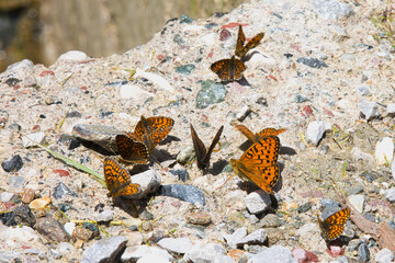 A group of butterflies has gathered on rocky ground.