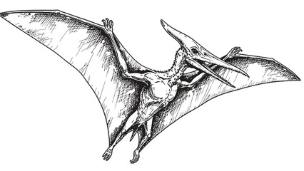 Hand-drawn Pterodactyl in Flight Sketch © Faruk