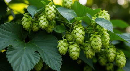 Fresh green hop cones growing on a vine with lush green leaves