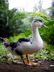 bird