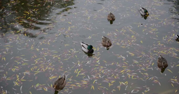 ducks in a lake