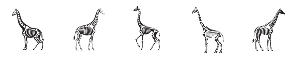 giraffe skeleton silhouette vector © sarah16blakeyxh2