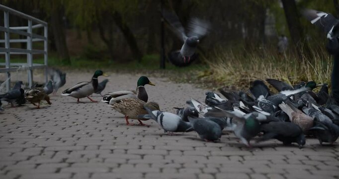 ducks and pigeons on the street