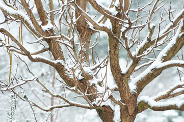 Close-up of bare tree branches covered with fresh snow, creating a natural winter pattern against a soft, muted background.