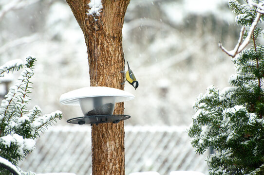 Small bird perched on a snowy tree near a winter feeder, surrounded by frosted branches in a calm, wintry garden scene.