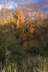 Bright autumn trees by a quiet stream in a natural setting during late afternoon light