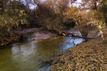 Serene riverbank in autumn with golden leaves and gentle water flow in a tranquil setting
