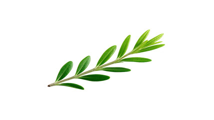 Fototapeta premium Green rosemary sprig isolated on transparency background, fresh aromatic herb with needle like leaves, used for cooking, seasoning, and garnishing, symbolizing freshness and natural flavor