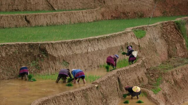 Mu Cang Chai, Yen Bai, Vietnam 05 2025: Vietnam people planting rice on terraced paddies in a muddy field, depicting rural livelihood, traditional farming, and lush green landscape
