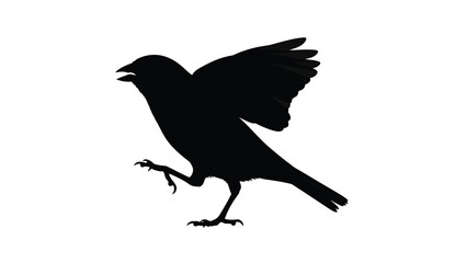 Obraz premium Black silhouette of a crow or raven bird standing with one leg raised and wings slightly spread, graphic vector art, simple icon design, isolated on white background