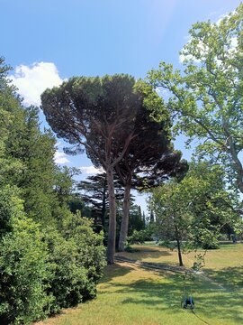 A scenic journey through the pinya pine in South Park.
