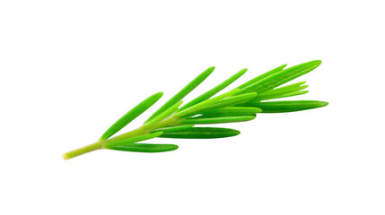 Fresh rosemary sprig isolated on transparency background, vibrant green color, aromatic herb used in cooking, Mediterranean cuisine, healthy ingredient, natural and organic