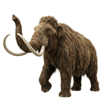 Woolly mammoth walking with raised trunk. Ice age animal concept
