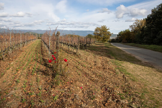 Vineyard Rows and Country Road in the Luberon