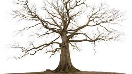 Obraz premium Big tree stands tall with bare branches reaching up cut out on PNG isolated on white. AI GENERATED.