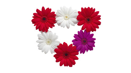 Red daisy, white daisy, and purple daisy flowers arranged in heart shape on transparency background, symbolizing love, romance, and affection, perfect for Valentine Day or romantic occasions