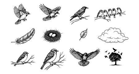 Obraz premium Ink drawings of sparrows, feathers, and nature elements in vintage style