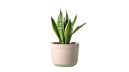 Sansevieria in a Ceramic Pot: A thriving Sansevieria plant, also known as snake plant, elegantly stands in a neutral ceramic pot, creating a refreshing atmosphere.