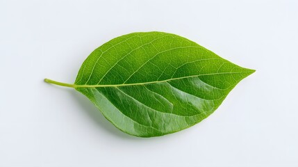 Obraz premium Vibrant green plant foliage rests upon a clean, bright white background