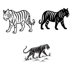 white tiger isolated on white