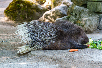 Indian crested Porcupine, Hystrix indica in a german nature park
