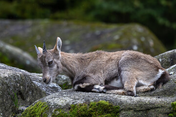 Young baby mountain ibex or capra ibex on a rock