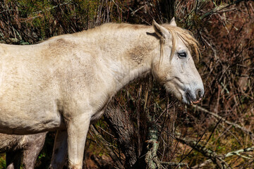 Camargue horses at the Aiguamolls de L'Emporda Natural Park in Girona, Spain