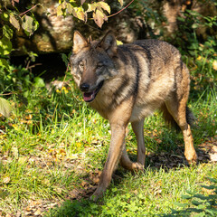 European Grey Wolf, Canis lupus in a german park