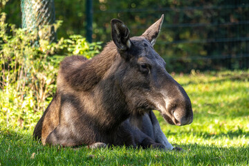 European Moose, Alces alces, also known as the elk